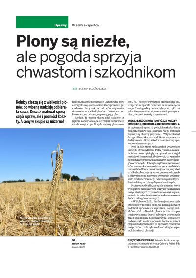 Plony są niezłe, ale pogoda sprzyja chwastom i szkodnikom 1