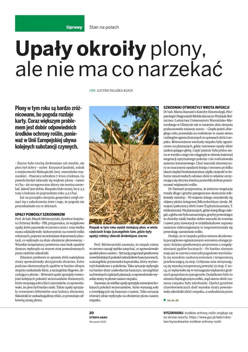 Upały okroiły plony, ale nie ma co narzekać - Strefa Agro