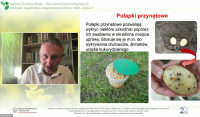 Fot.6
