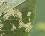 Młodsze larwy - uszkodzenia liści