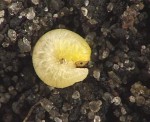 Dorosła larwa w glebie