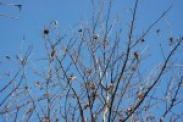 „Gniazda” z zimującymi gąsienicami w koronie drzewa
