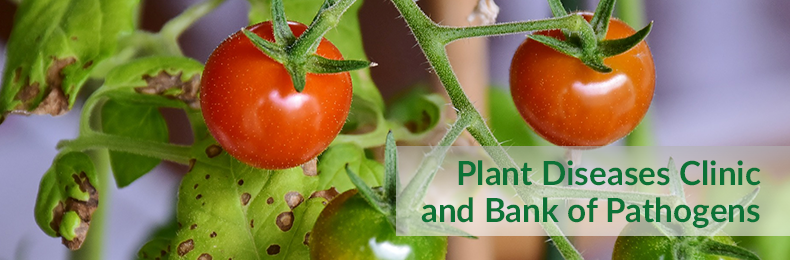 Plant Diseases Clinic and Bank of Pathogens