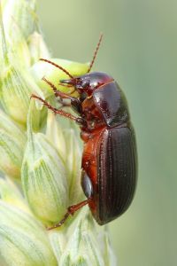 CBRA_23_Łokaś garbatek Zabrus gibbus chrząszcz