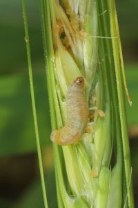 CBRA_24_Zwójka zbożóweczka Cnephasia pumicana gąsienica