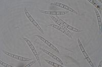 M4_Zarodniki grzyba Fusarium graminearum