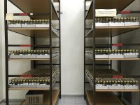BPR_1. Kolekcja grzybów przechowywanych pod olejem mineralnym