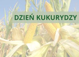 Dzień kukurydzy