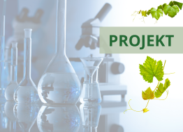 Projekt "IMMU-Grape-VIR" rozpoczęty