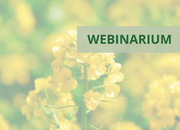 Webinarium o integrowanej ochronie rzepaku