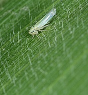 Zyginidia scutellaris ‒ nowy szkodnik kukurydzy w Polsce