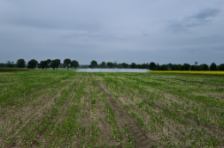 Platforma Sygnalizacji Agrofagów – rzetelne źródło wiedzy rolnika