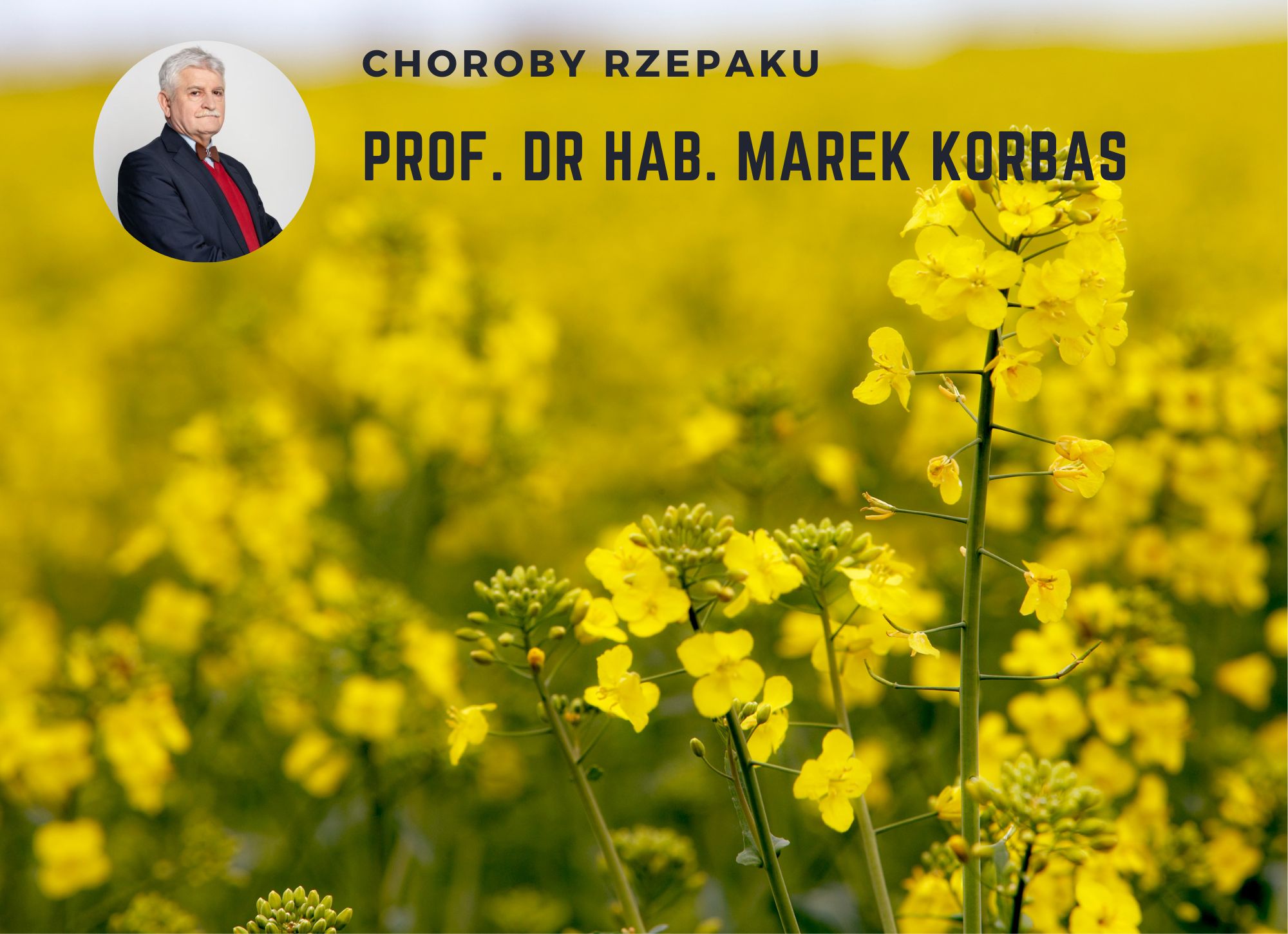 Prof. dr hab. Marek Korbas - relacja z plantacji rzepaku