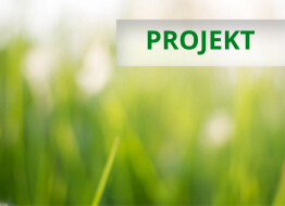Żywa zielona ściana ukończona